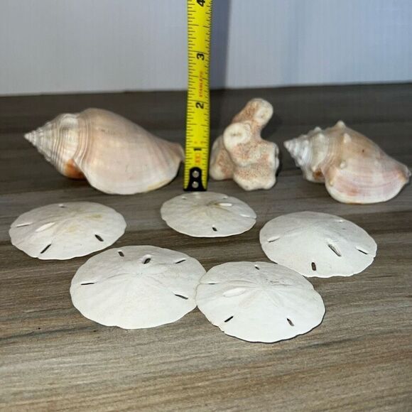8 Shells Fossil Beach Ocean Sea Reef Fish Tank tank Aquarium decoration Tulip - Picture 3 of 9